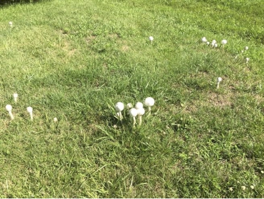 A patch of grass with numerous clusters of small white mushrooms growing in close proximity to each other.