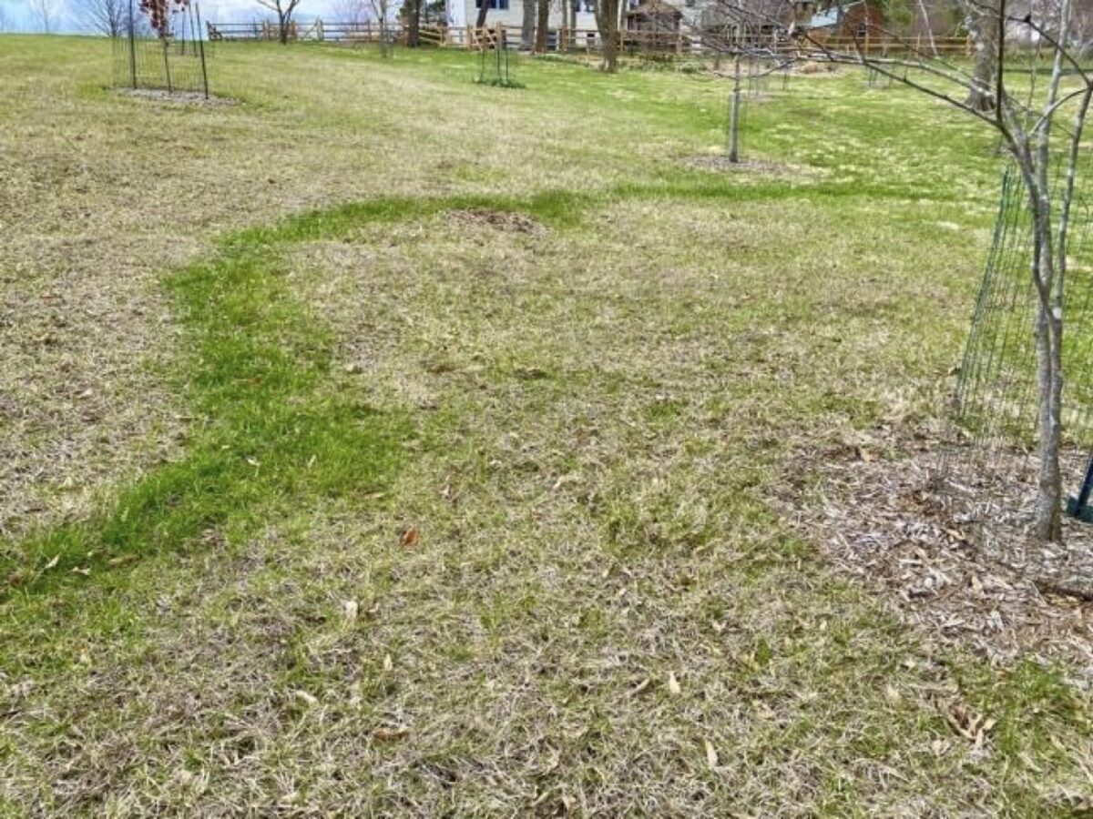 A photo of a grassy lawn where most of the grass is growing poorly but there's a meandering strip of healthy green grass running through it