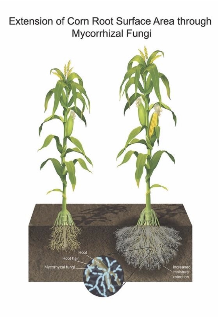 An illustration of two tall corn plants, one on the left is smaller and has a smaller root system than the one on the right. The one on the right has a close up showing mycorrhizal fungi on its roots, leading to improved root growth and access to nutrients and moisture.