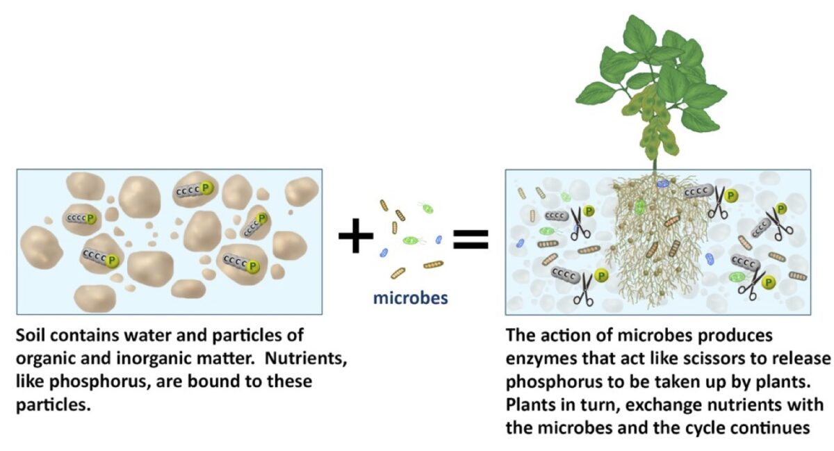 A diagram explaining how microbes in the soil produce enzymes that cause nutrients like phosphorus to become available for plants to use. The plants in turn release nutrients that feed these microbes, creating a positive cycle.