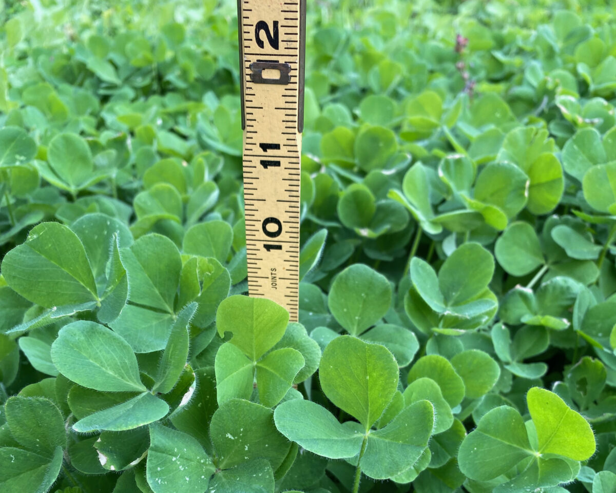 A ruler has been placed vertically into a stand of clover, demonstrating the plants are about 10 inches tall.