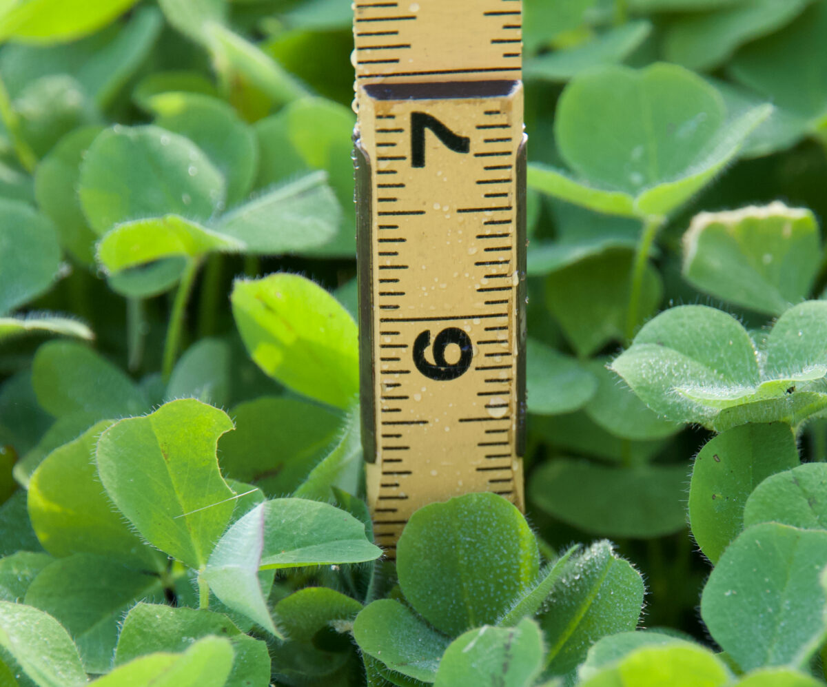 A ruler has been placed vertically into a stand of clover, demonstrating the plants are about 5.5 inches tall.