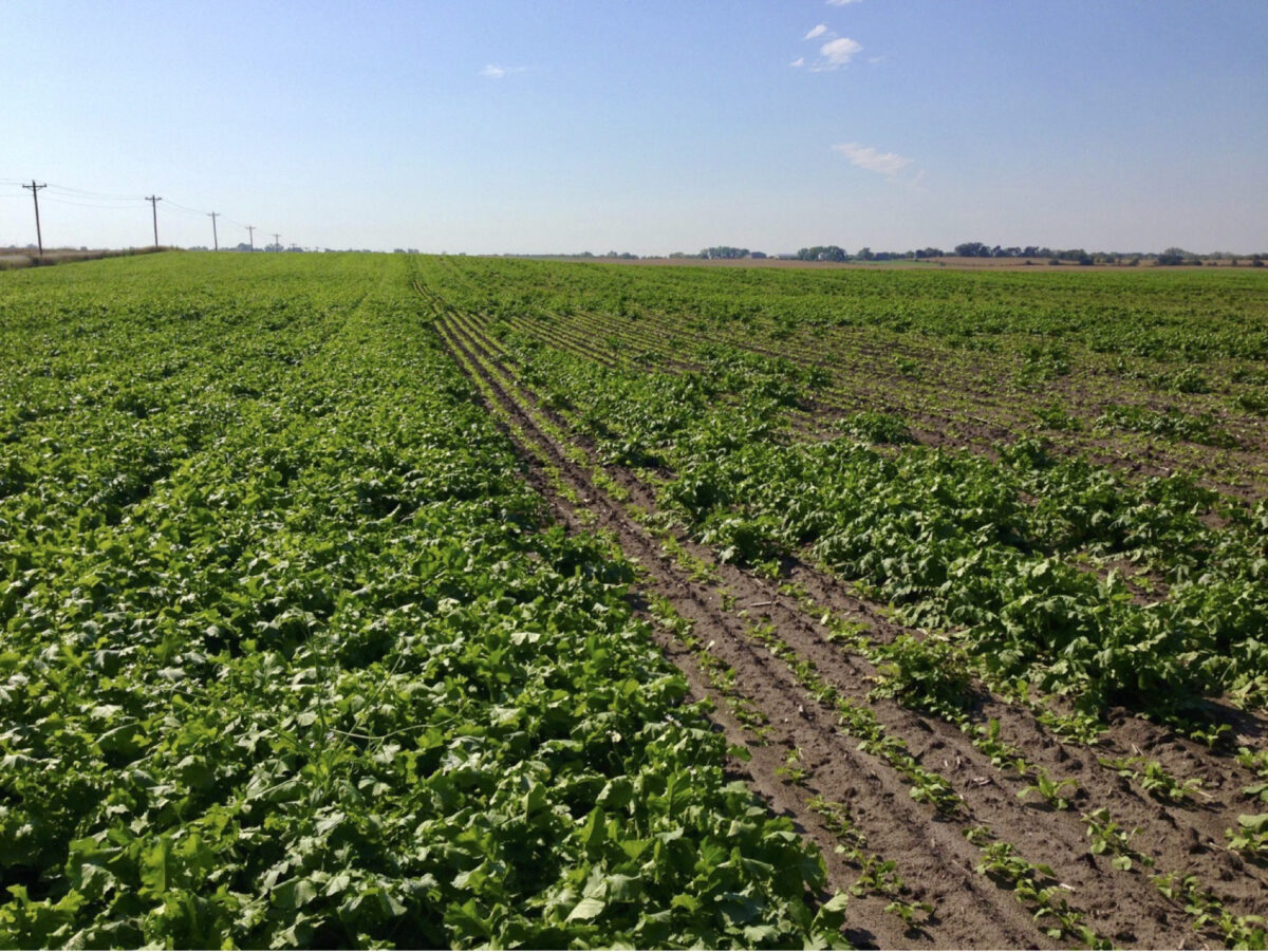 A field on the left has a healthy stand of radishes growing, and the field on the right has patchy growth with a lot of bare soil.
