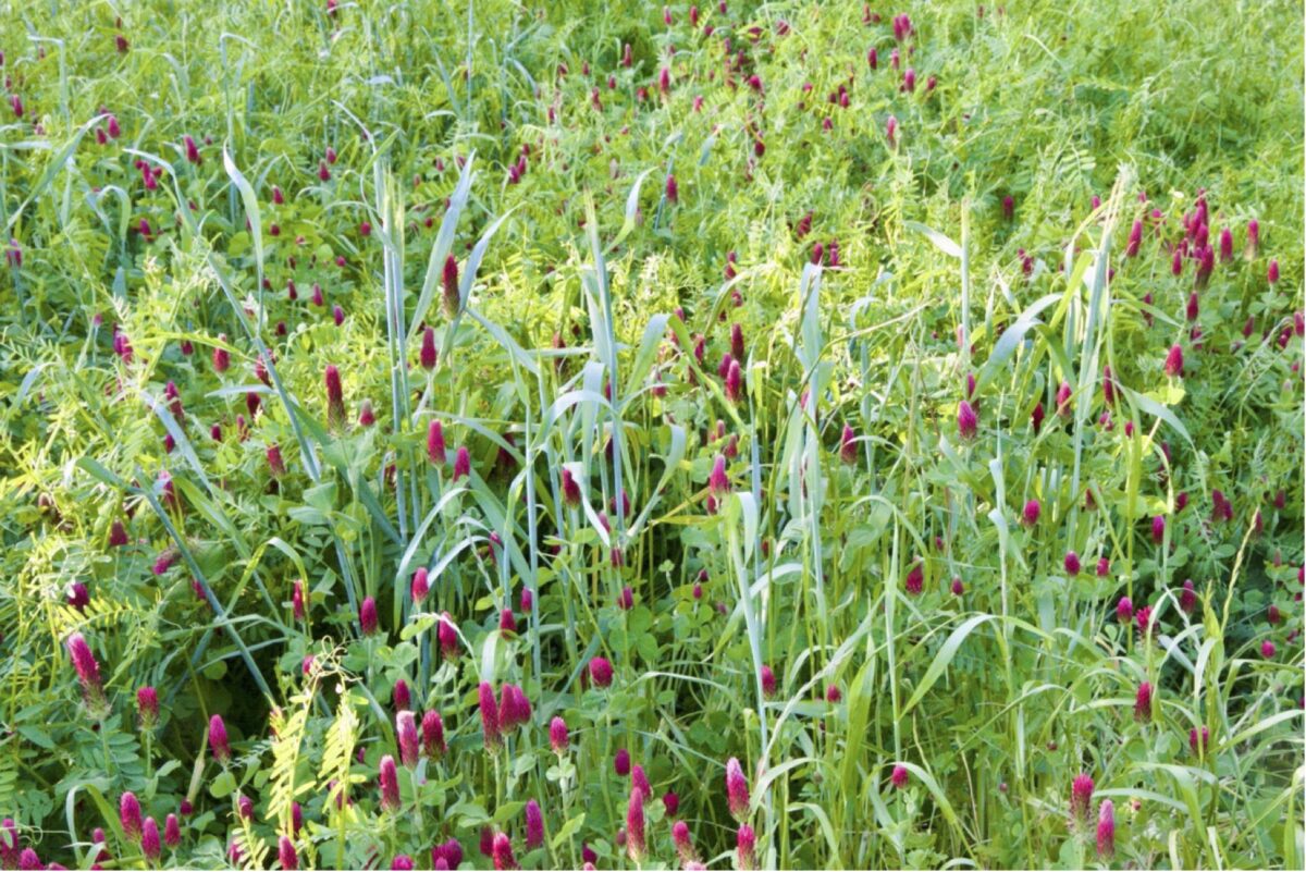 A healthy looking stand of crimson clover, hairy vetch and cereal rye, with the clover in bloom.