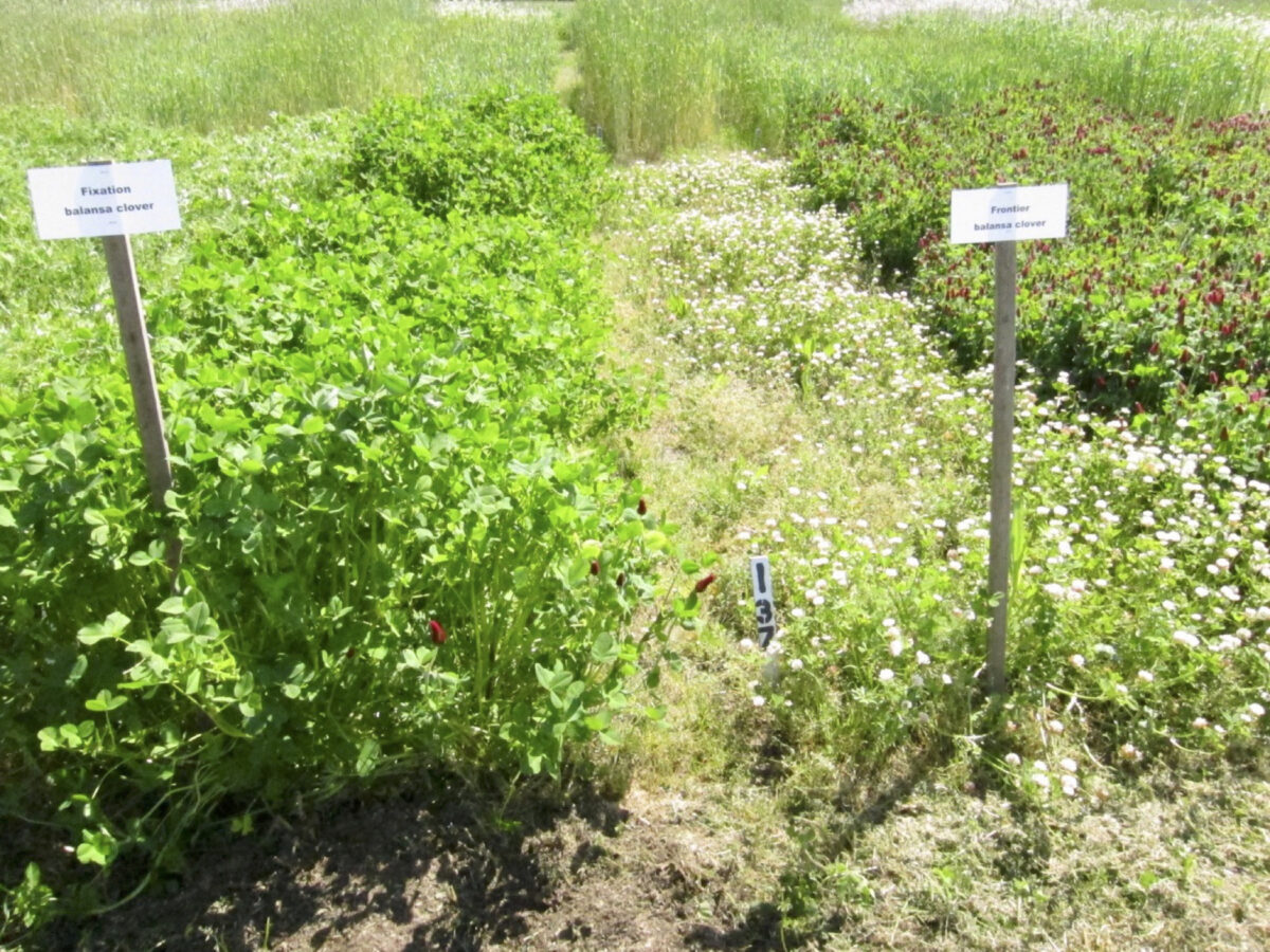 On the left, the fixation clover stand is tall and green, and the frontier clover on the right is shorter and has white flowers blooming.