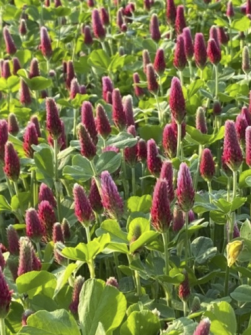 A close up of a stand of crimson clover, with many red, conical flowers.