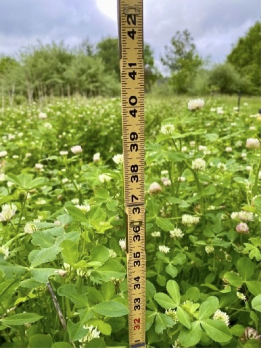 A tape measure is in a stand of balansa clover to demonstrate it's over 3 feet tall. It's in bloom.