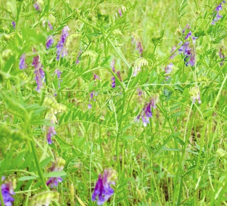 Bright green field with hairy vetch and purple flowers