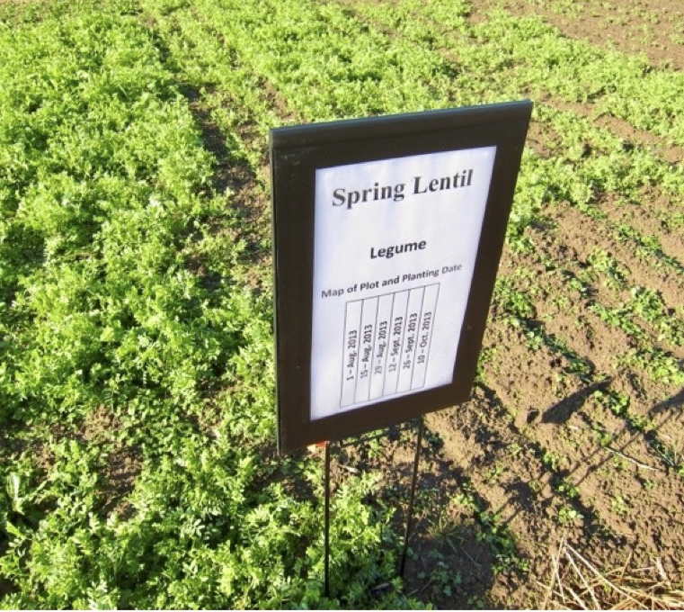 A field sign that says "spring lentil, legume" with two plots in the background. The one on the left is at a later growth stage.