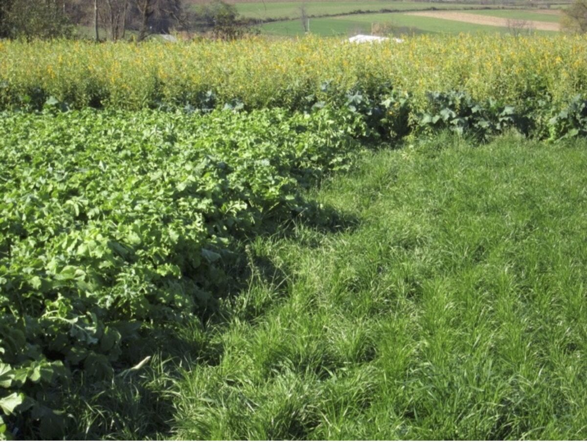 The sunn hemp in the background is the tallest crop, followed by the faba beans on left and then the annual rye grass.