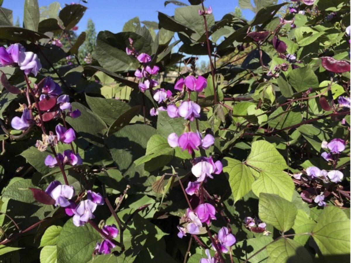Close up of lablab bean plants, showing leaves and flowers.