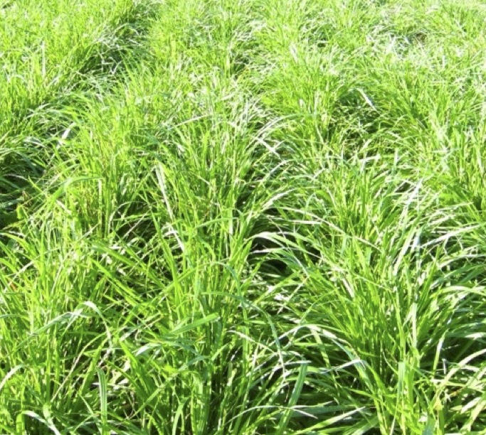 a healthy stand of annual ryegrass