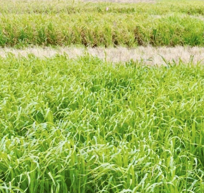 Both the winter oats and spring oats are well established