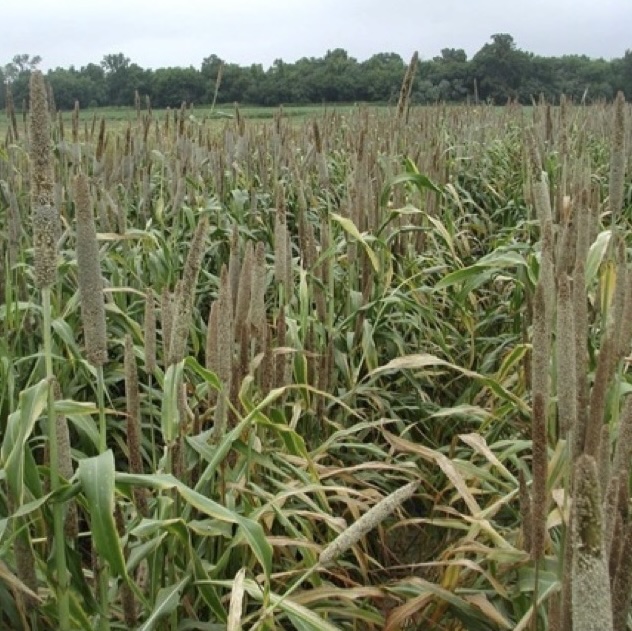A field of pearl millet that is flowering