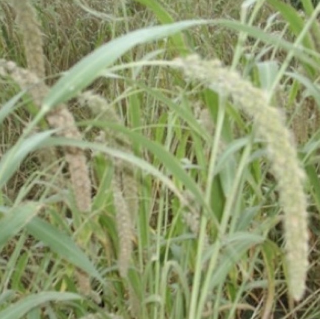 A close up of foxtail millet in flower