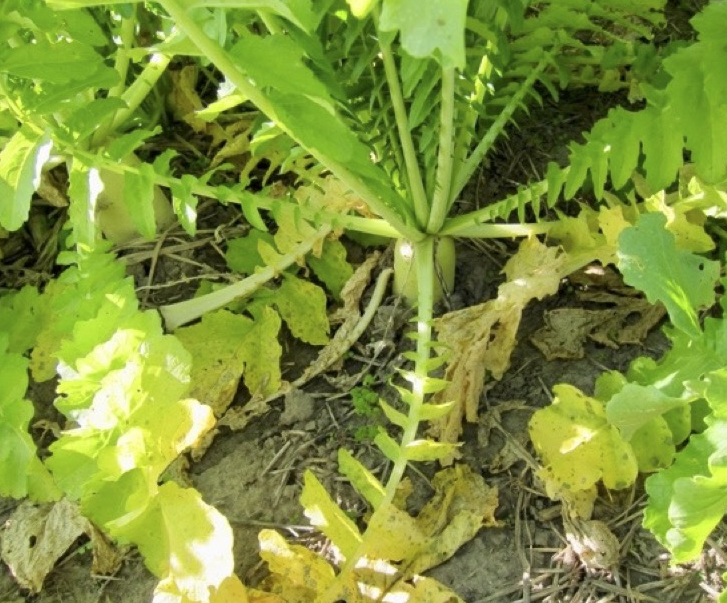 A radish in the ground with many green leaves growing from it.