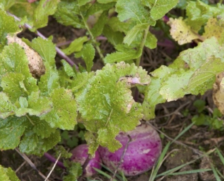 A turnip in the ground with many green leaves growing from it.