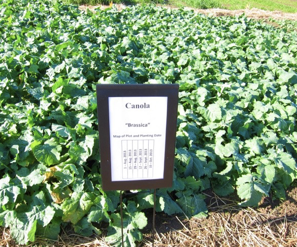 This canola is green and about a foot tall.