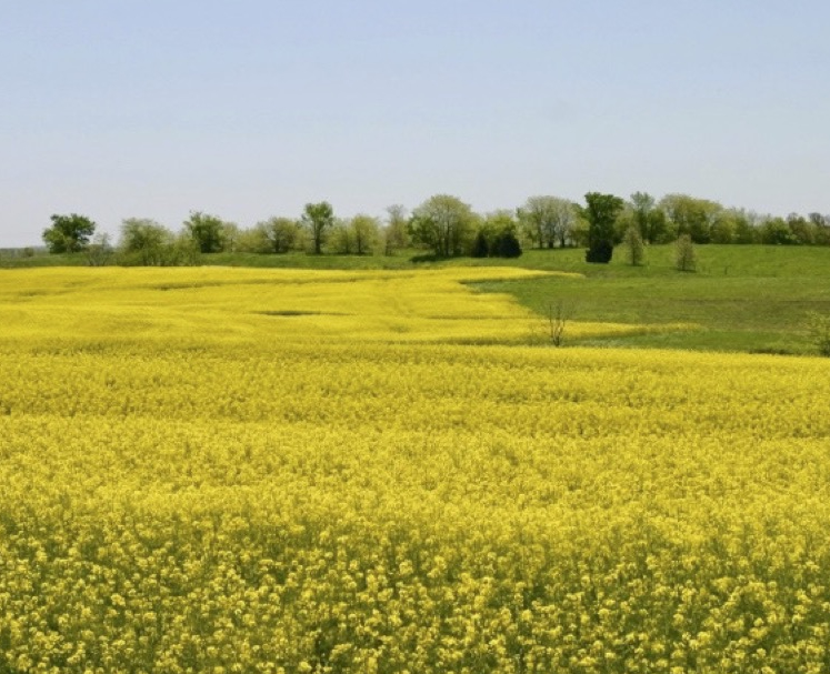 A field of canola in full bloom.