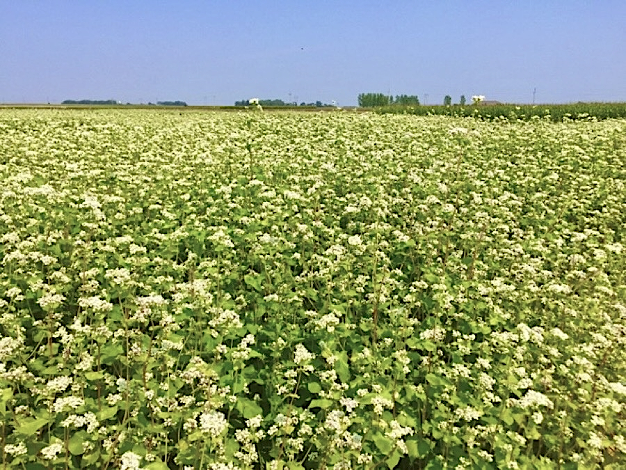 A large field of buckwheat in full bloom.