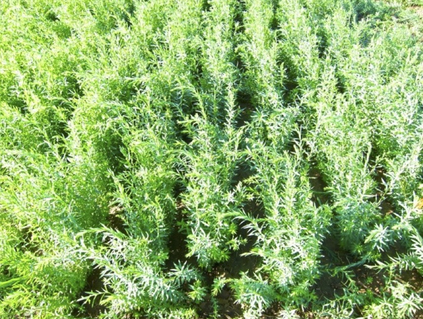 A stand of flax plants growing well