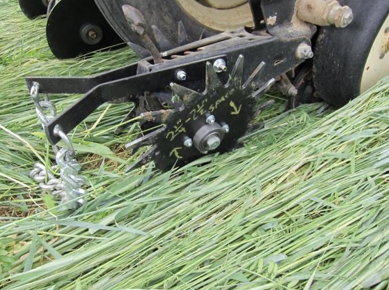 A close up showing how the spiked closing wheels go through a flattened mat of rye.