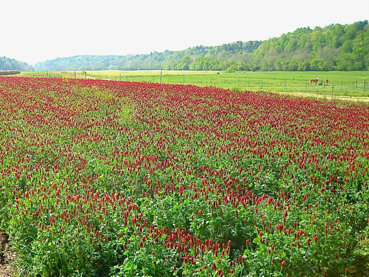a field of blooming crimson clover