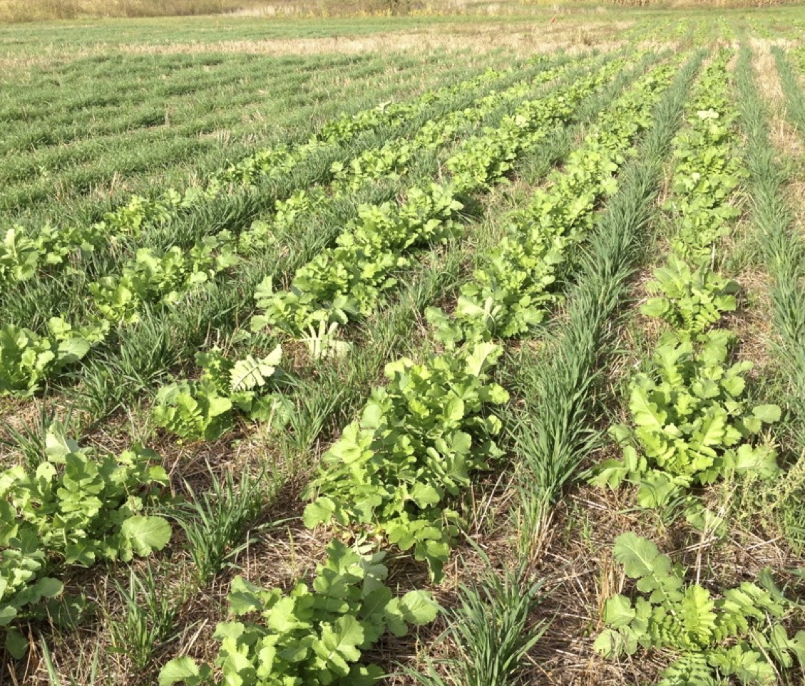 A field with alternating rows of radishes and a winter cereal, with previous residue covering the soil
