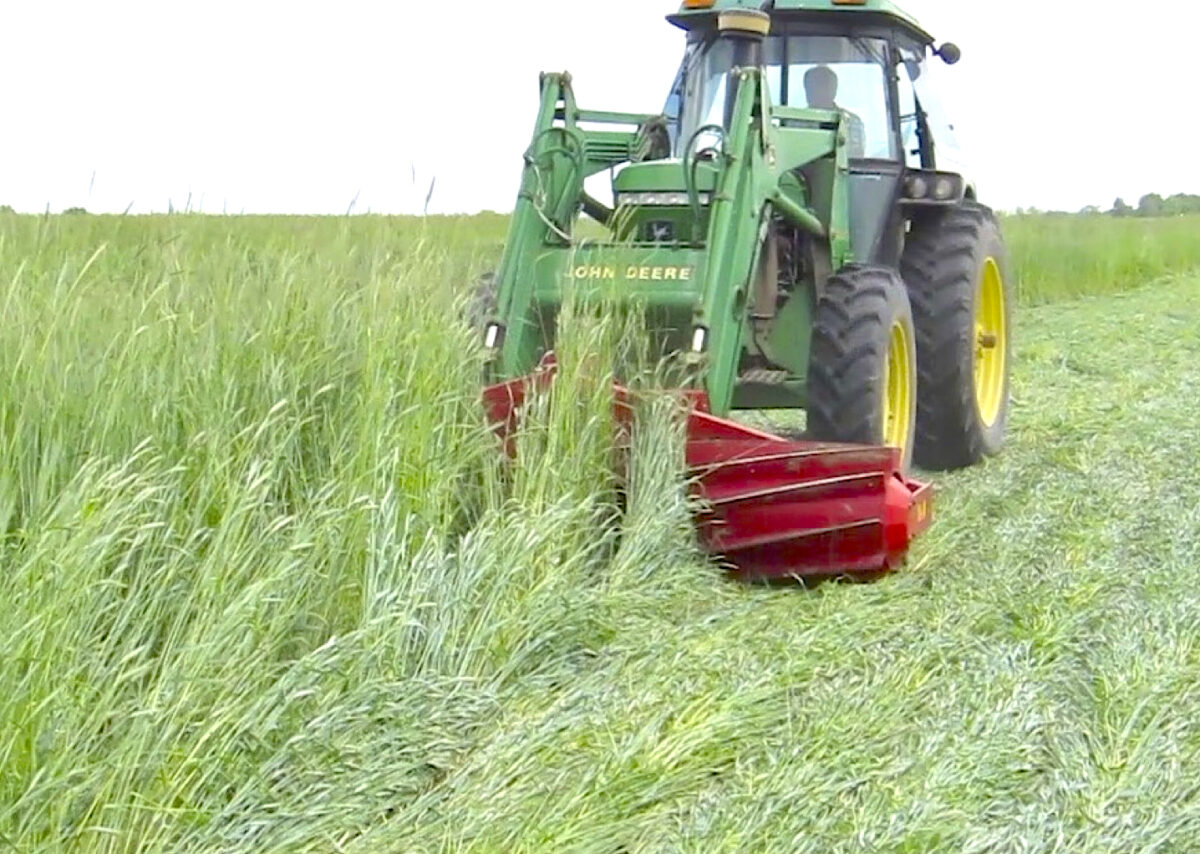 A front mounted roller crimper is being used to terminate a field of tall cereal rye