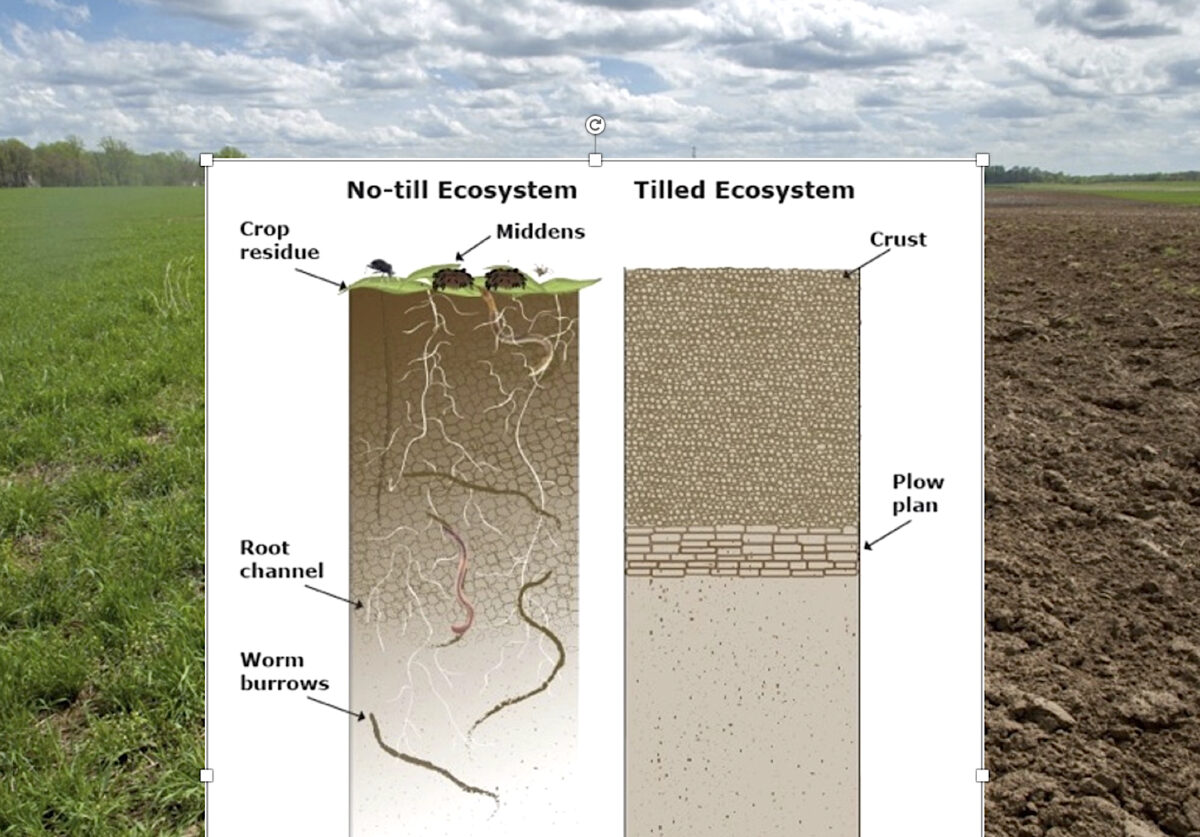 This illustration is a side by side comparison of the soil profile in a no-till system and a tillage system. The no-till system depicts surface vegetation, crop residue, deep root growth and worm activitiy deep into the soil, whereas the tillage system is dominated by crusted soil and the presence of a plow pan.