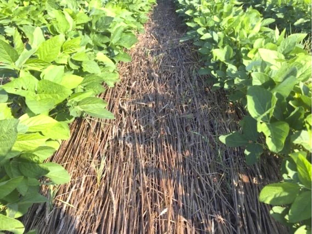 A close up of the area between two rows of soybeans where there's a thick mat of rye straw.