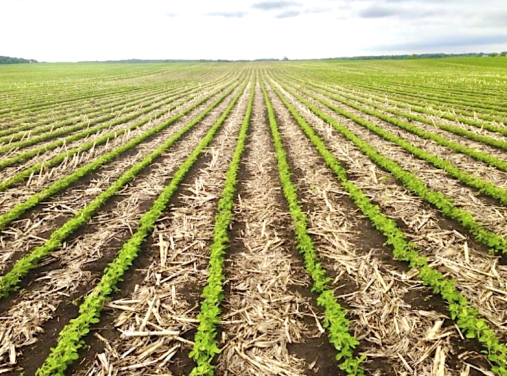 Young soybean plants are growing in tilled strips, while corn residue covers the areas between the rows.