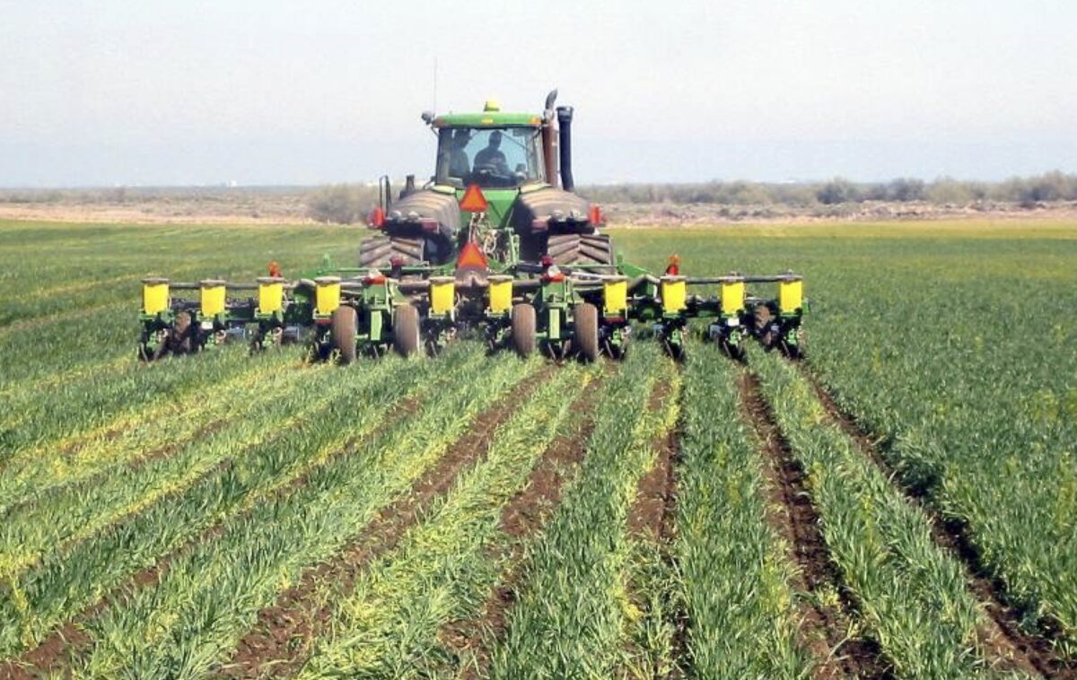 A tractor and planter have passed through a field of a grass cover crop and it left tilled strips in its path.