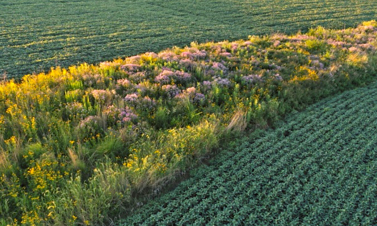 A strip of diverse vegetation is running through a hilly field that is otherwise planted with soybeans.