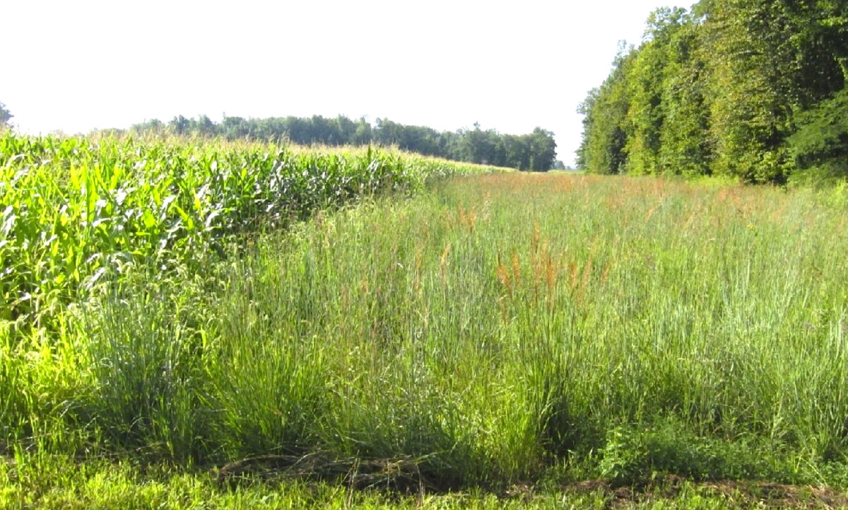A tall stand of mixed grasses is in the center, with a row of trees to the right and a field of tall corn to the left.