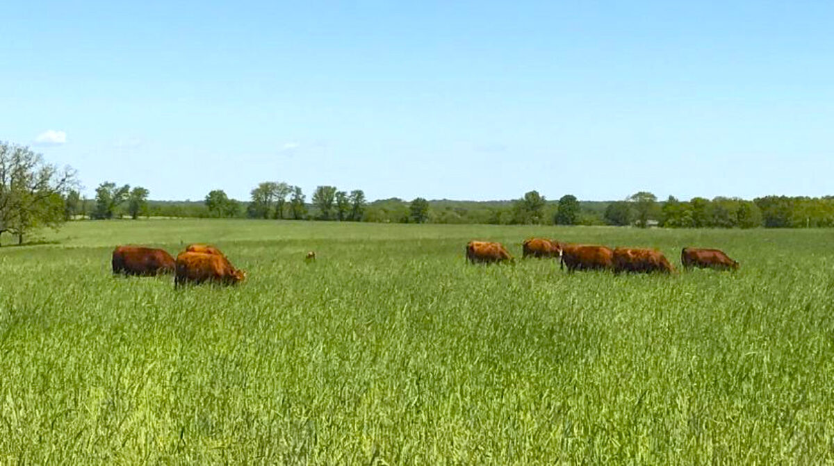 A small herd of beef cattle are grazing in a field of tall cereal rye