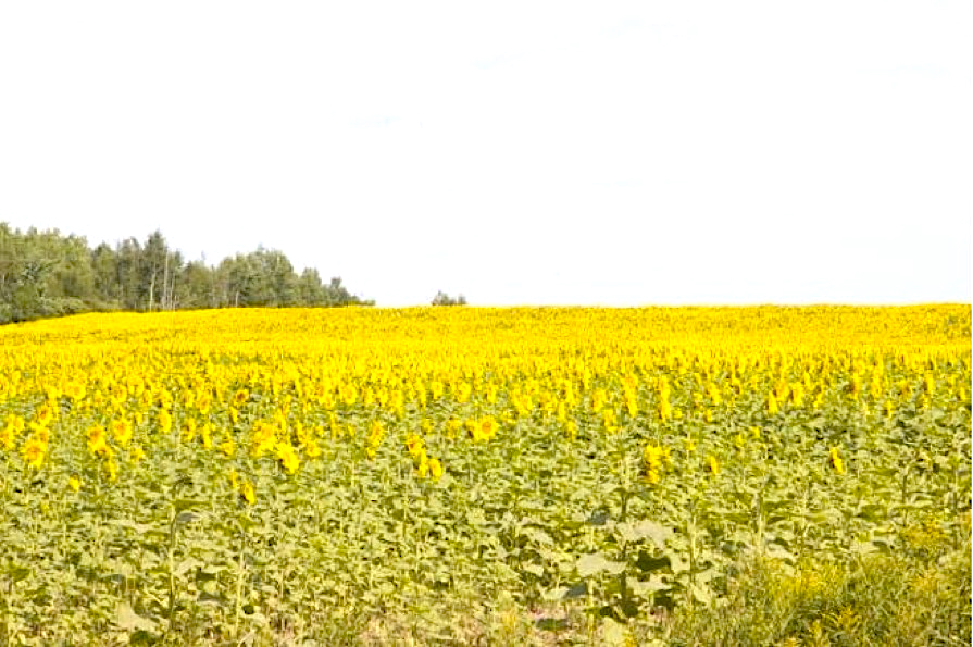 A field of sunflowers in full bloom