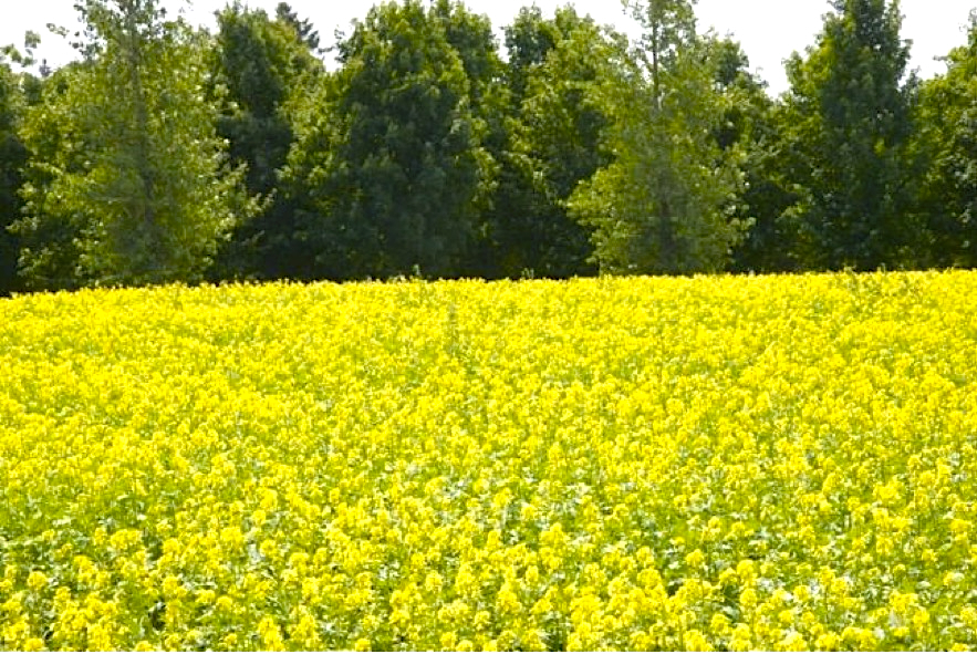 A field of canola in full bloom