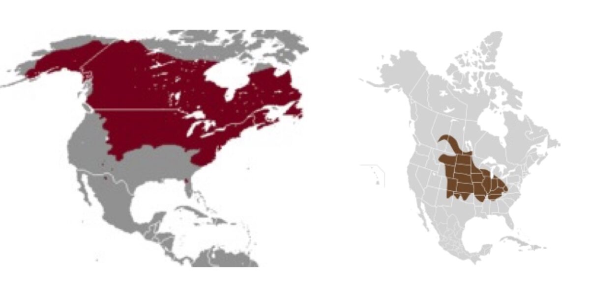 These are two maps of North America showing vole distribution. The distribution of meadow voles on the left shows they occupy most of Alaska, Canada and the northern half of the United States, with the exception of the Pacific Northwest. The map on the right shows prairie voles mostly occupy the Midwestern United States and a small portion of Canada above that.