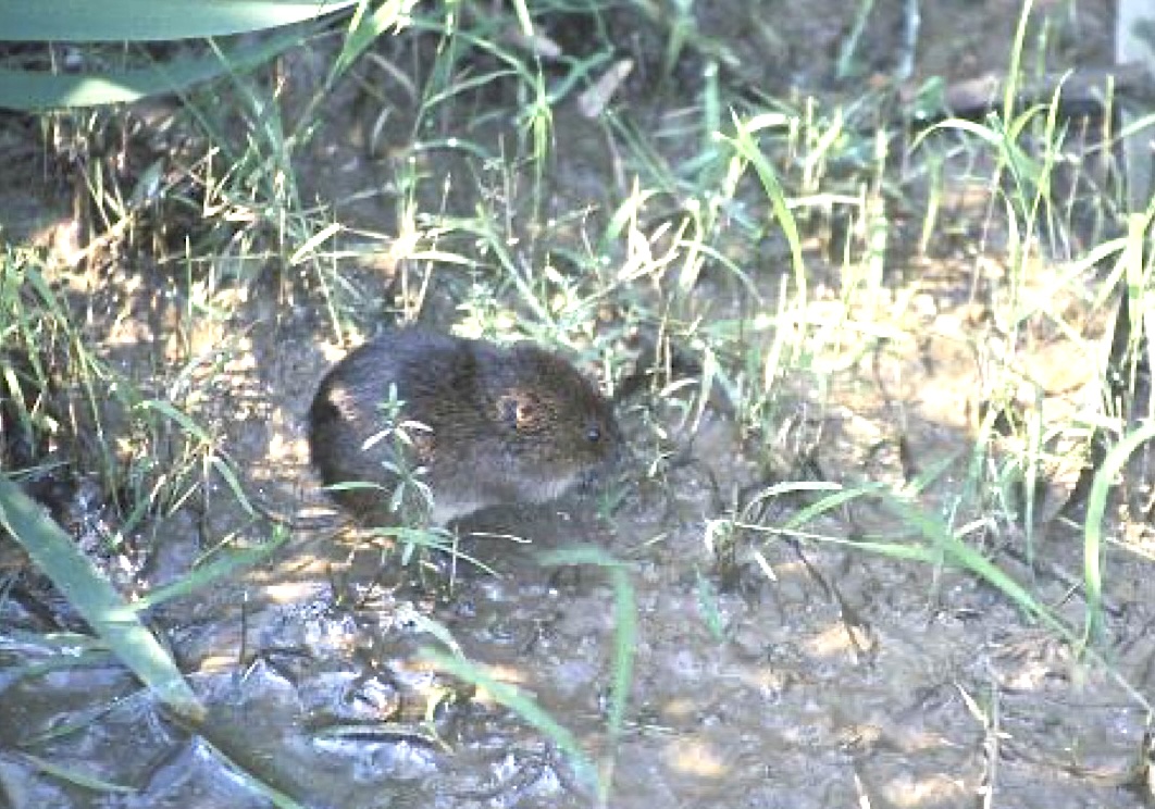 A close up of a meadow vole in a grassy environment.