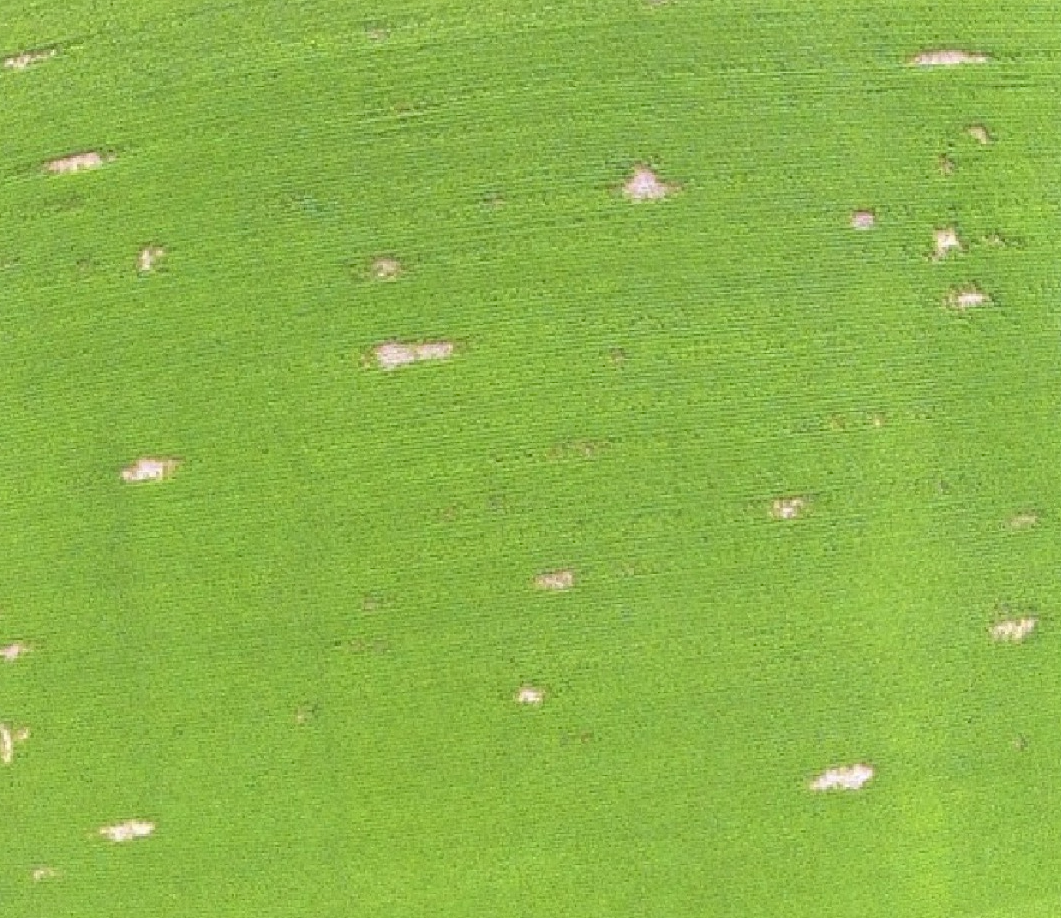 An aerial photo of a green farm field shows numerous large patches of bare ground.