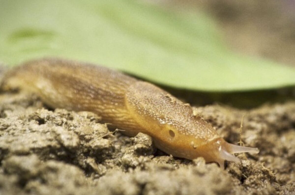 A closeup of a slug on bare soil with a leaf in the background.