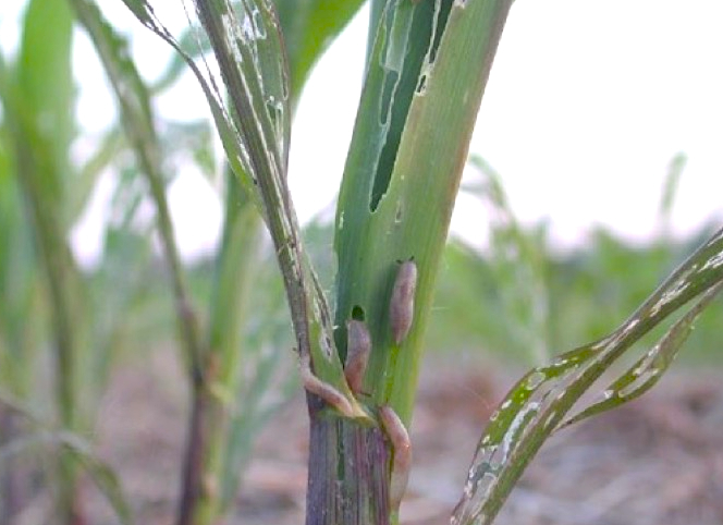 A closeup of the stems and leaves of young corn plants. The one in the foreground has three slugs on it and the leaves have been eaten extensively.