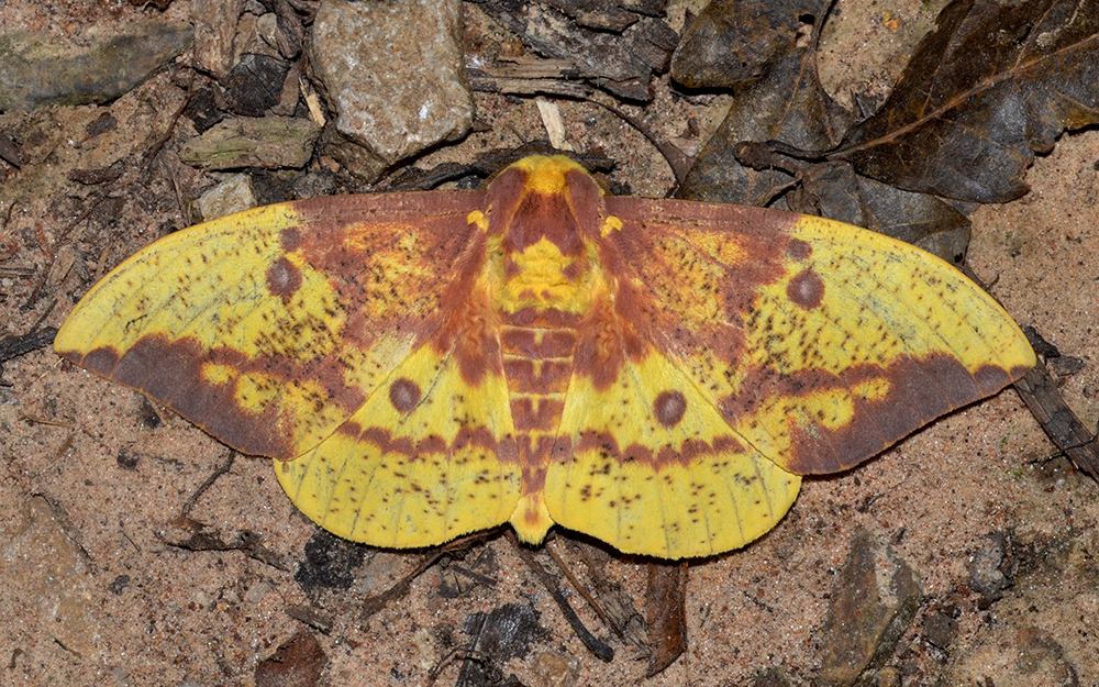 Adult imperial moth with large yellowish brown wings