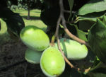 Pawpaw fruit growing in a bundle of four on a branch