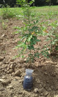 Indigo Indigo growing in the dirt outside