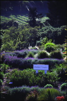 insectary, habitat, pollinators, Jerry DeWitt
