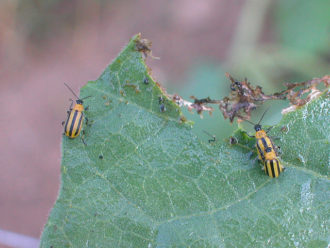 insects on leaf