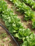 Lettuce growing in crop rows outside