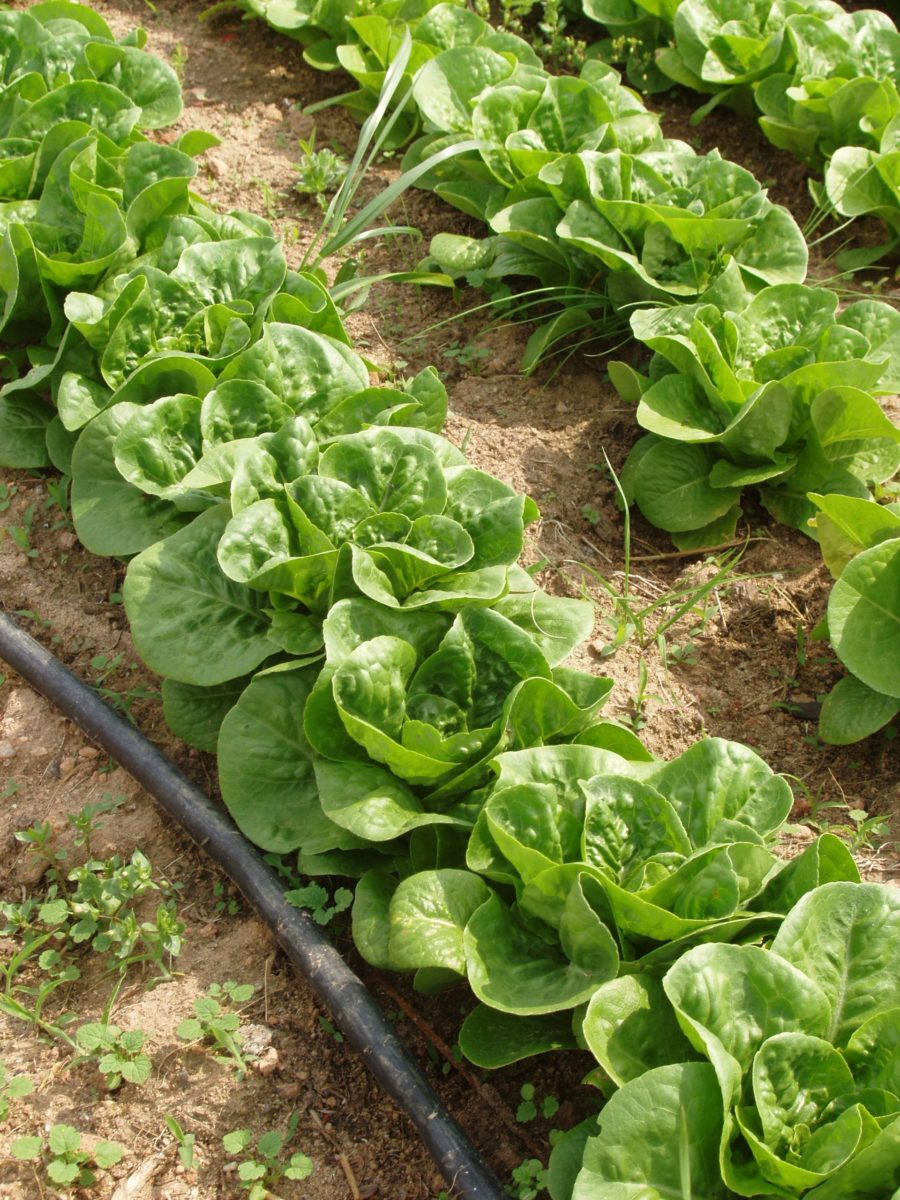 Lettuce growing in rows from the soil